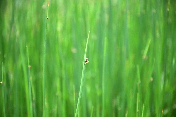 有效期5年！《广东省生态环境工程技术人才职称评价标准条件》发布